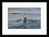Swimming Polar Bear at Half Moon Island in Svalbard by Anonymous