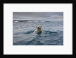 Swimming Polar Bear at Half Moon Island in Svalbard by Anonymous