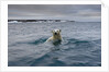 Swimming Polar Bear at Half Moon Island in Svalbard by Anonymous