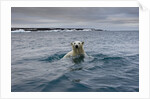 Swimming Polar Bear at Half Moon Island in Svalbard by Anonymous