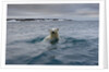 Swimming Polar Bear at Half Moon Island in Svalbard by Anonymous