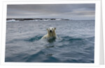 Swimming Polar Bear at Half Moon Island in Svalbard by Anonymous