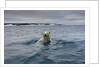 Swimming Polar Bear at Half Moon Island in Svalbard by Anonymous