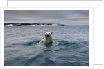 Swimming Polar Bear at Half Moon Island in Svalbard by Anonymous