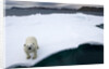 Polar Bear on Sea Ice at Svalbard on Summer Evening by Anonymous