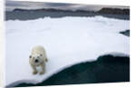 Polar Bear on Sea Ice at Svalbard on Summer Evening by Anonymous