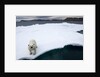 Polar Bear on Sea Ice at Svalbard on Summer Evening by Anonymous