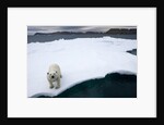 Polar Bear on Sea Ice at Svalbard on Summer Evening by Anonymous