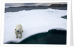 Polar Bear on Sea Ice at Svalbard on Summer Evening by Anonymous