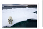 Polar Bear on Sea Ice at Svalbard on Summer Evening by Anonymous