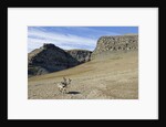 Reindeer Grazing on Tundra on Edgeoya Island by Anonymous