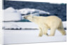Polar Bear on Snow Covered Iceberg at Spitsbergen by Anonymous