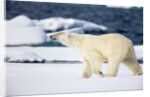 Polar Bear on Snow Covered Iceberg at Spitsbergen by Anonymous