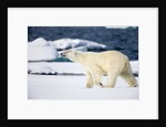 Polar Bear on Snow Covered Iceberg at Spitsbergen by Anonymous