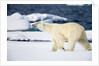 Polar Bear on Snow Covered Iceberg at Spitsbergen by Anonymous