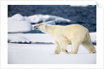 Polar Bear on Snow Covered Iceberg at Spitsbergen by Anonymous