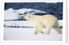 Polar Bear on Snow Covered Iceberg at Spitsbergen by Anonymous