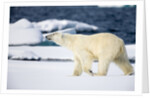 Polar Bear on Snow Covered Iceberg at Spitsbergen by Anonymous