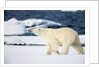 Polar Bear on Snow Covered Iceberg at Spitsbergen by Anonymous