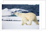 Polar Bear on Snow Covered Iceberg at Spitsbergen by Anonymous