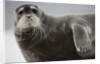 Bearded Seal on Iceberg in the Svalbard Islands by Anonymous