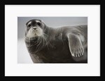 Bearded Seal on Iceberg in the Svalbard Islands by Anonymous