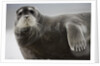 Bearded Seal on Iceberg in the Svalbard Islands by Anonymous