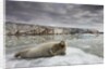 Bearded Seal on Iceberg in the Svalbard Islands by Anonymous