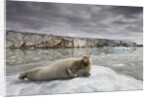 Bearded Seal on Iceberg in the Svalbard Islands by Anonymous