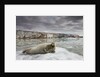 Bearded Seal on Iceberg in the Svalbard Islands by Anonymous