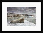 Bearded Seal on Iceberg in the Svalbard Islands by Anonymous