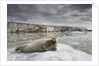 Bearded Seal on Iceberg in the Svalbard Islands by Anonymous