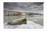 Bearded Seal on Iceberg in the Svalbard Islands by Anonymous