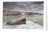 Bearded Seal on Iceberg in the Svalbard Islands by Anonymous