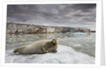 Bearded Seal on Iceberg in the Svalbard Islands by Anonymous