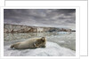 Bearded Seal on Iceberg in the Svalbard Islands by Anonymous