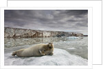 Bearded Seal on Iceberg in the Svalbard Islands by Anonymous