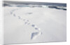 Polar Bear Tracks in Fresh Snow at Spitsbergen Island by Anonymous