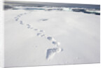 Polar Bear Tracks in Fresh Snow at Spitsbergen Island by Anonymous