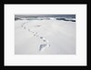 Polar Bear Tracks in Fresh Snow at Spitsbergen Island by Anonymous