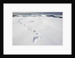 Polar Bear Tracks in Fresh Snow at Spitsbergen Island by Anonymous