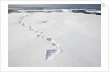 Polar Bear Tracks in Fresh Snow at Spitsbergen Island by Anonymous