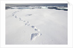Polar Bear Tracks in Fresh Snow at Spitsbergen Island by Anonymous