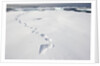 Polar Bear Tracks in Fresh Snow at Spitsbergen Island by Anonymous