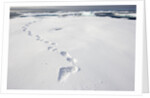 Polar Bear Tracks in Fresh Snow at Spitsbergen Island by Anonymous