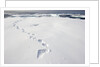 Polar Bear Tracks in Fresh Snow at Spitsbergen Island by Anonymous