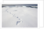 Polar Bear Tracks in Fresh Snow at Spitsbergen Island by Anonymous