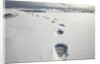 Polar Bear Tracks in Fresh Snow at Spitsbergen Island by Anonymous