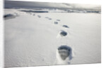 Polar Bear Tracks in Fresh Snow at Spitsbergen Island by Anonymous