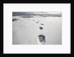 Polar Bear Tracks in Fresh Snow at Spitsbergen Island by Anonymous